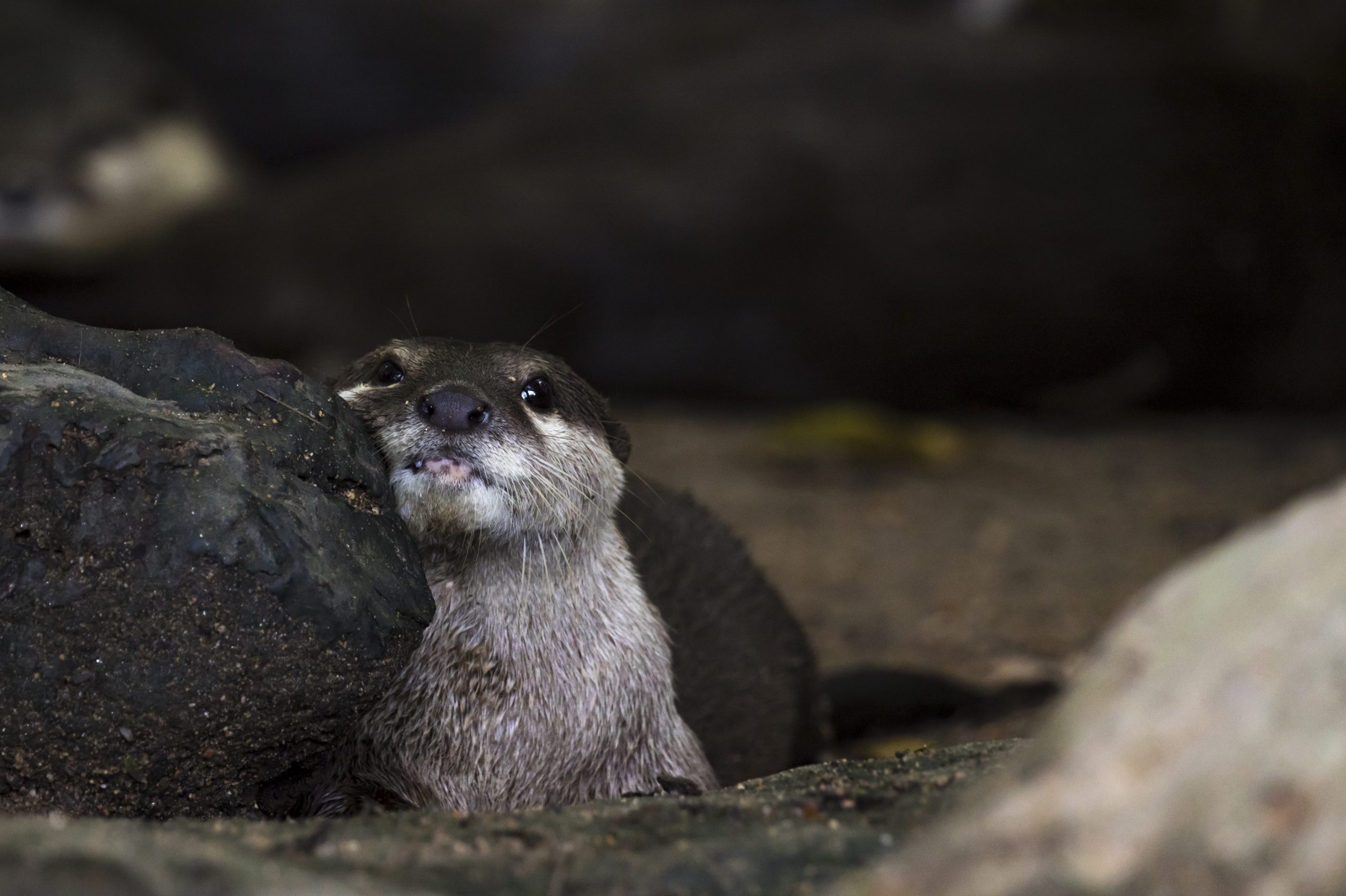 Image of an otters on the ground. Wildlife Animals.