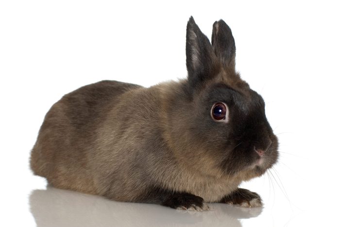 Studio portrait of Himalayan rabbit