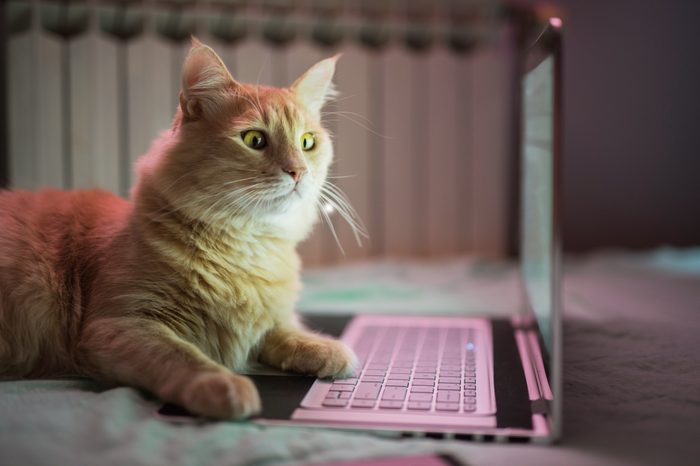 Beautiful young yellow Maine Coon cat working on laptop.