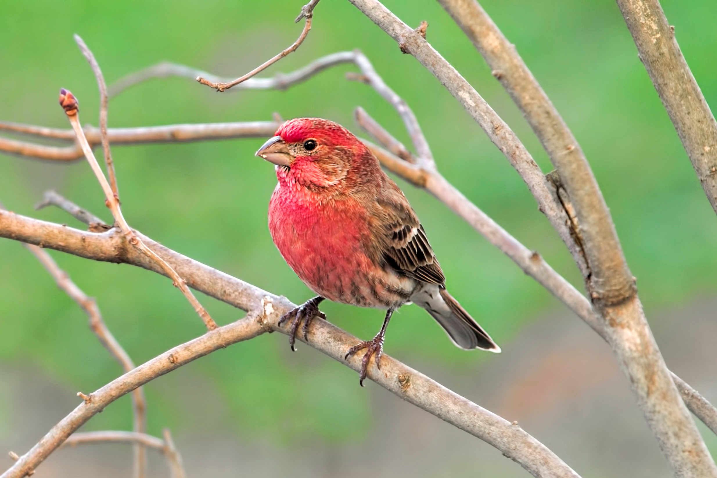 Pine Grosbeak bird perched on Branch in Spring