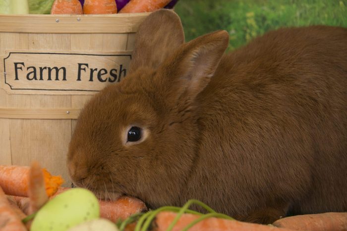 Easter bunny red Thrianta rabbit with basket of fresh carrots and colored Easter eggs