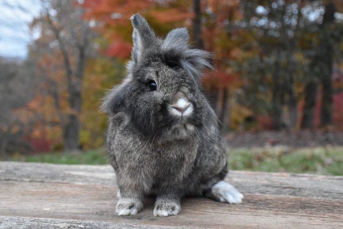 Lion Head Rabbit Outdoors