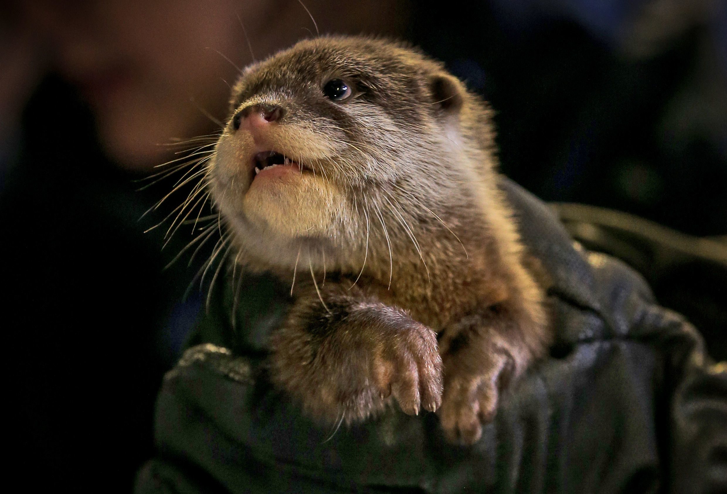 Otters check-up