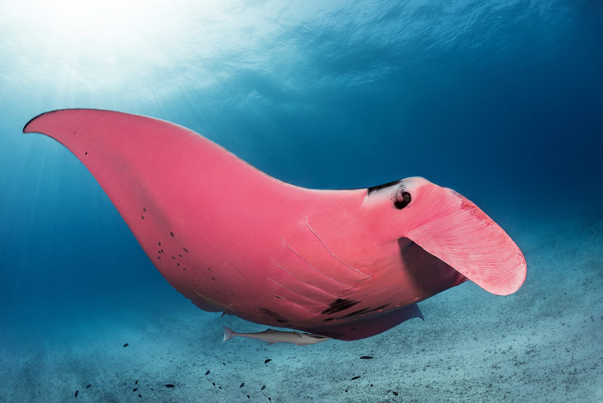 Pink Mantaray for pink animal story