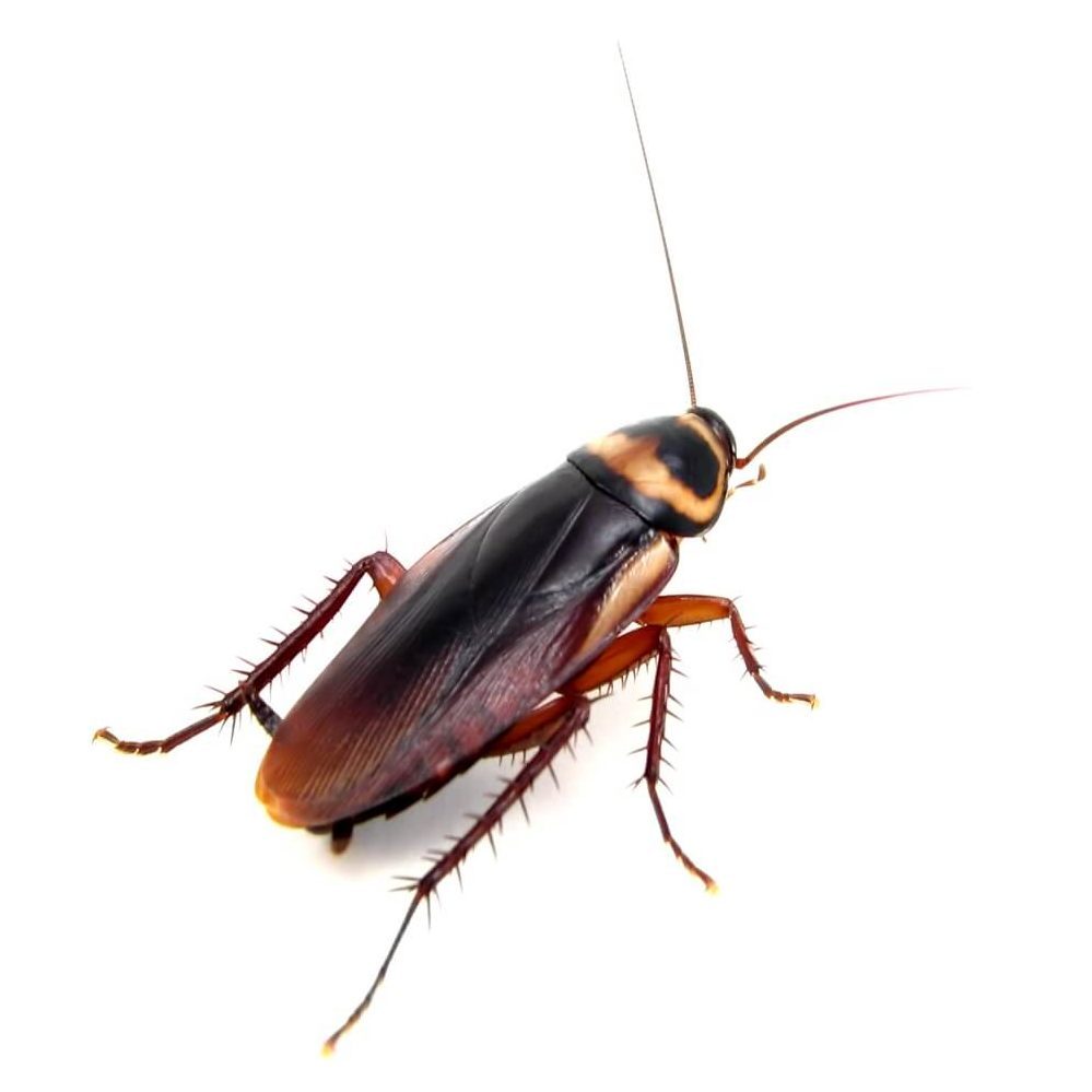 american cockroach