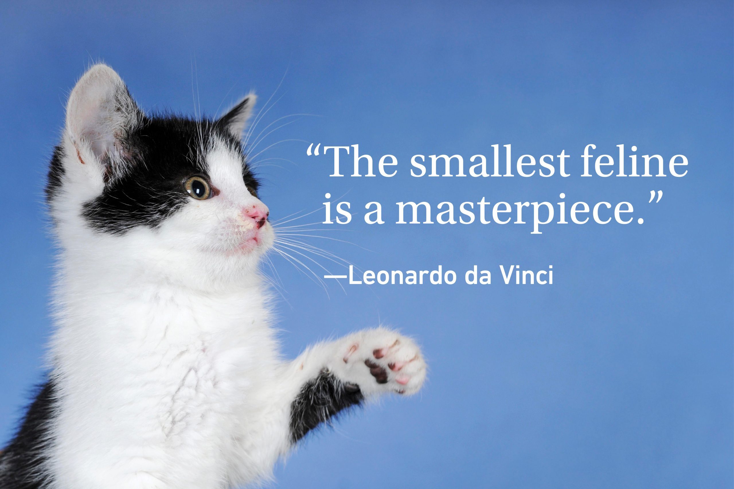 Kitten on purple background with a quote about cats