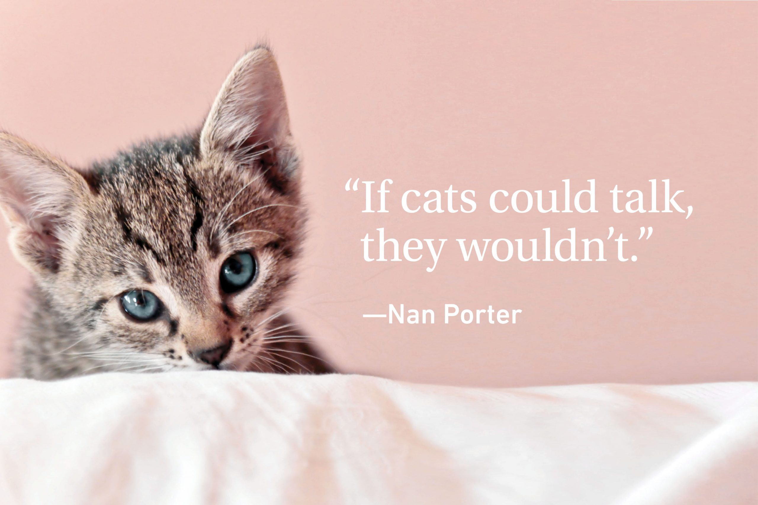 Kitten on pink background with a quote on cats