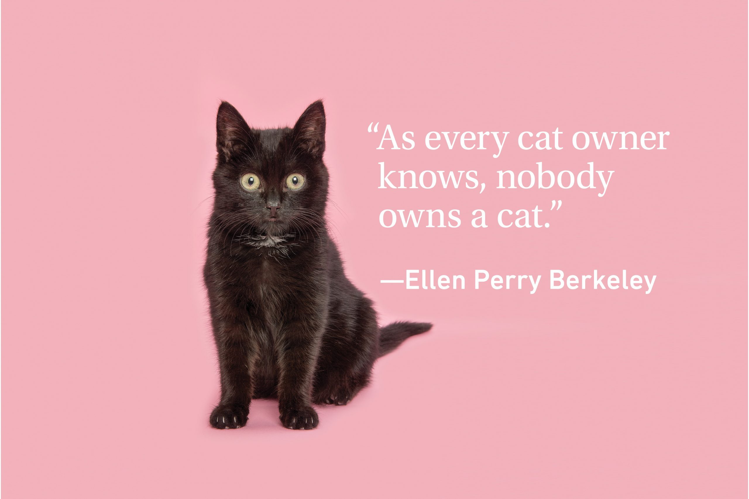 cat quote
