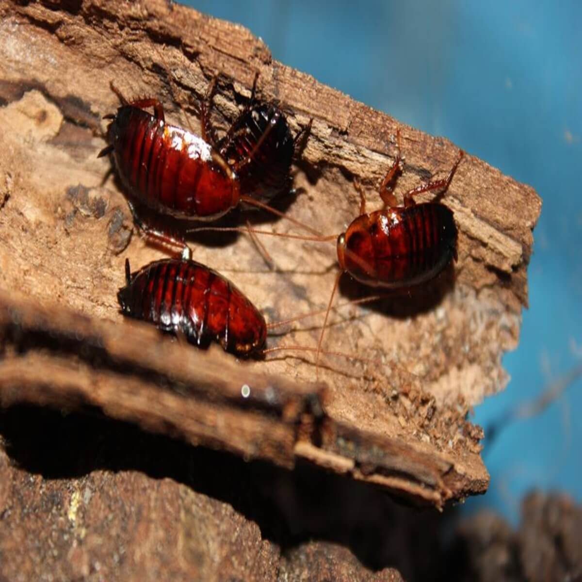 florida woods cockroach