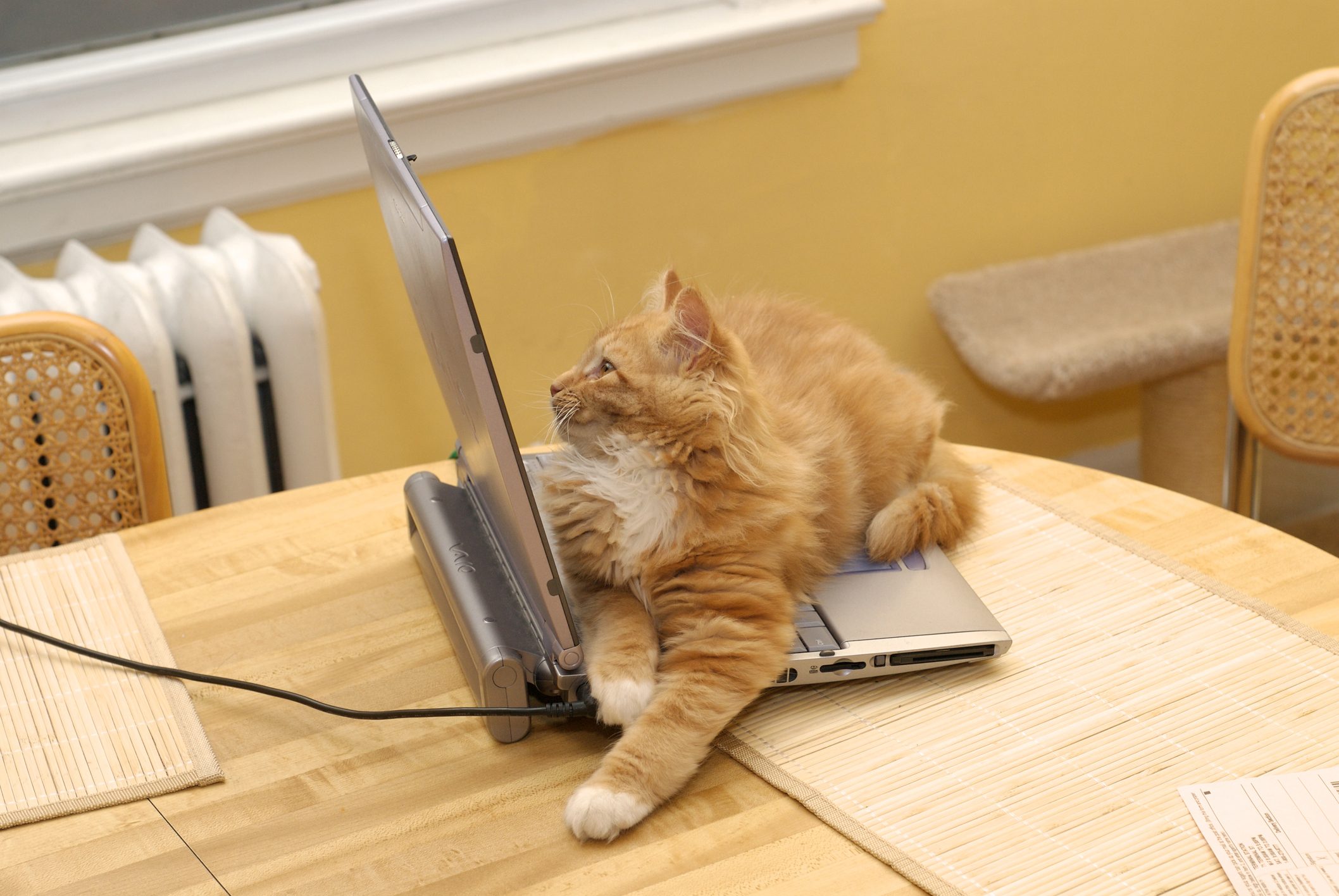 Cat sitting on open laptop computer