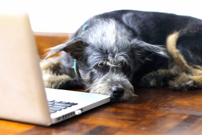 Tired dog after a long day at work