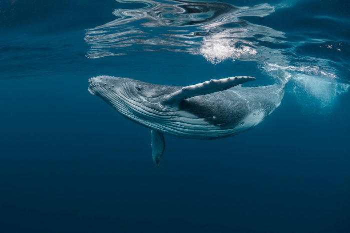 A Baby Humpback Whale Plays Near the Surface in Blue Water