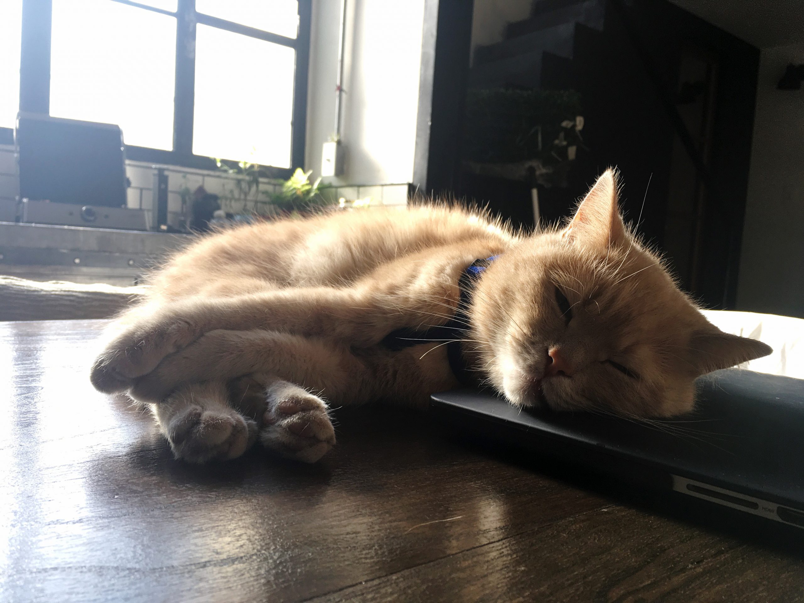 Cat Sleeping On Table At Home