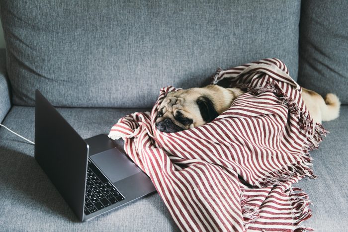 Tired dog watching movies at home