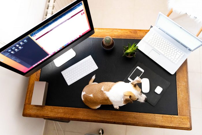 Dog in the work place at home during quarantine for Coronavirus. Covid-19.