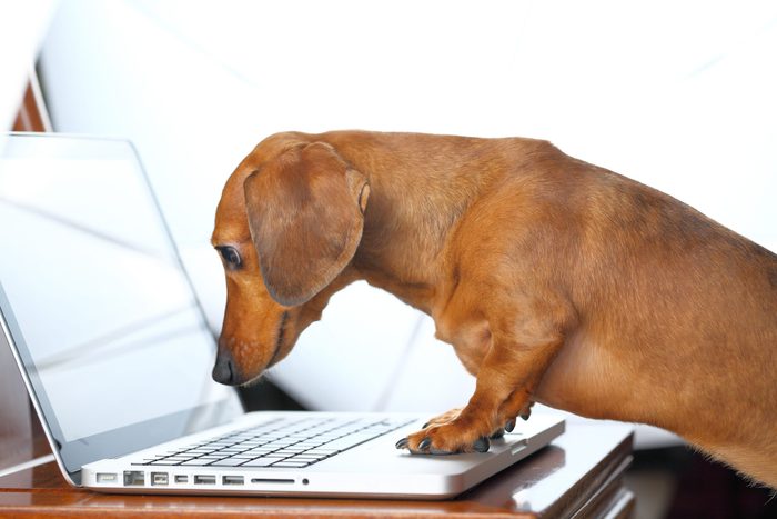 dog using computer