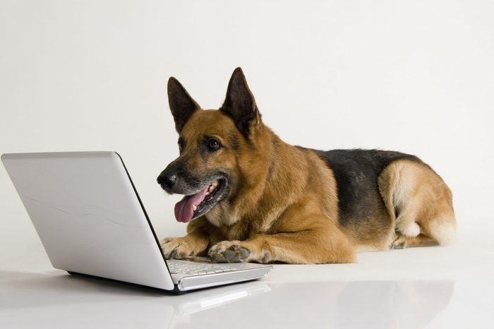German Shepherd dog using a laptop