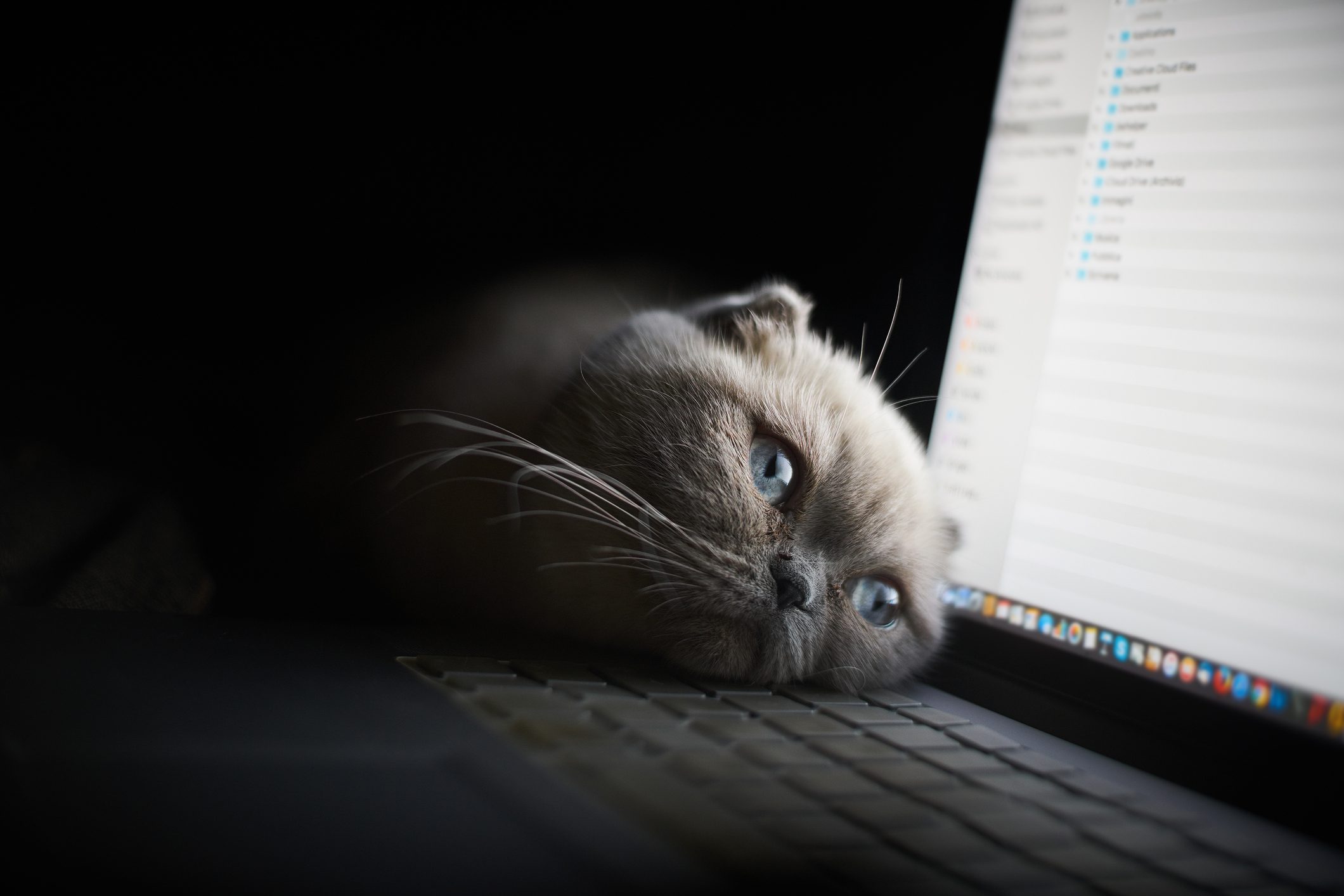 Scottish Fold relaxing