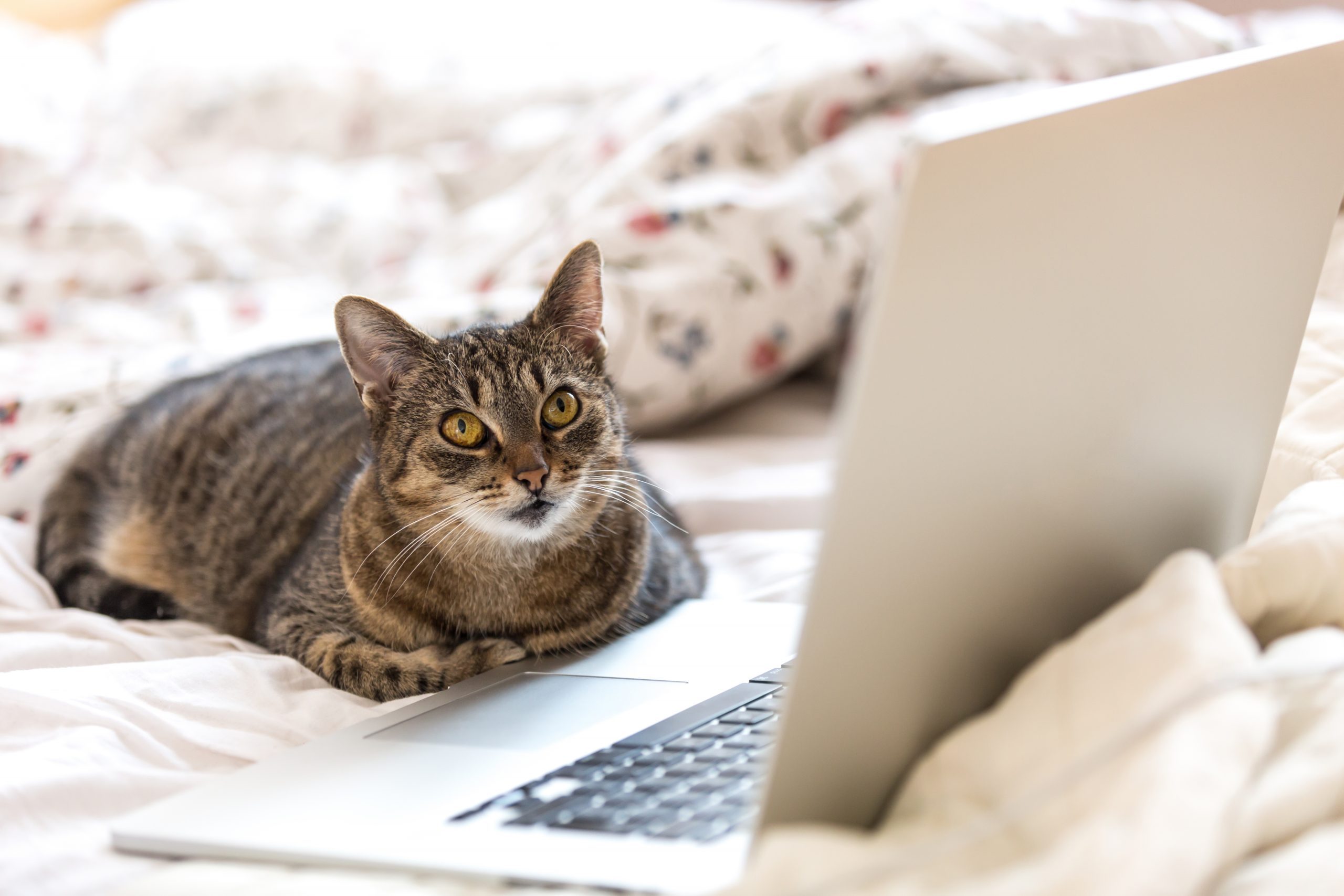 Cat Sitting In Front Of Laptop