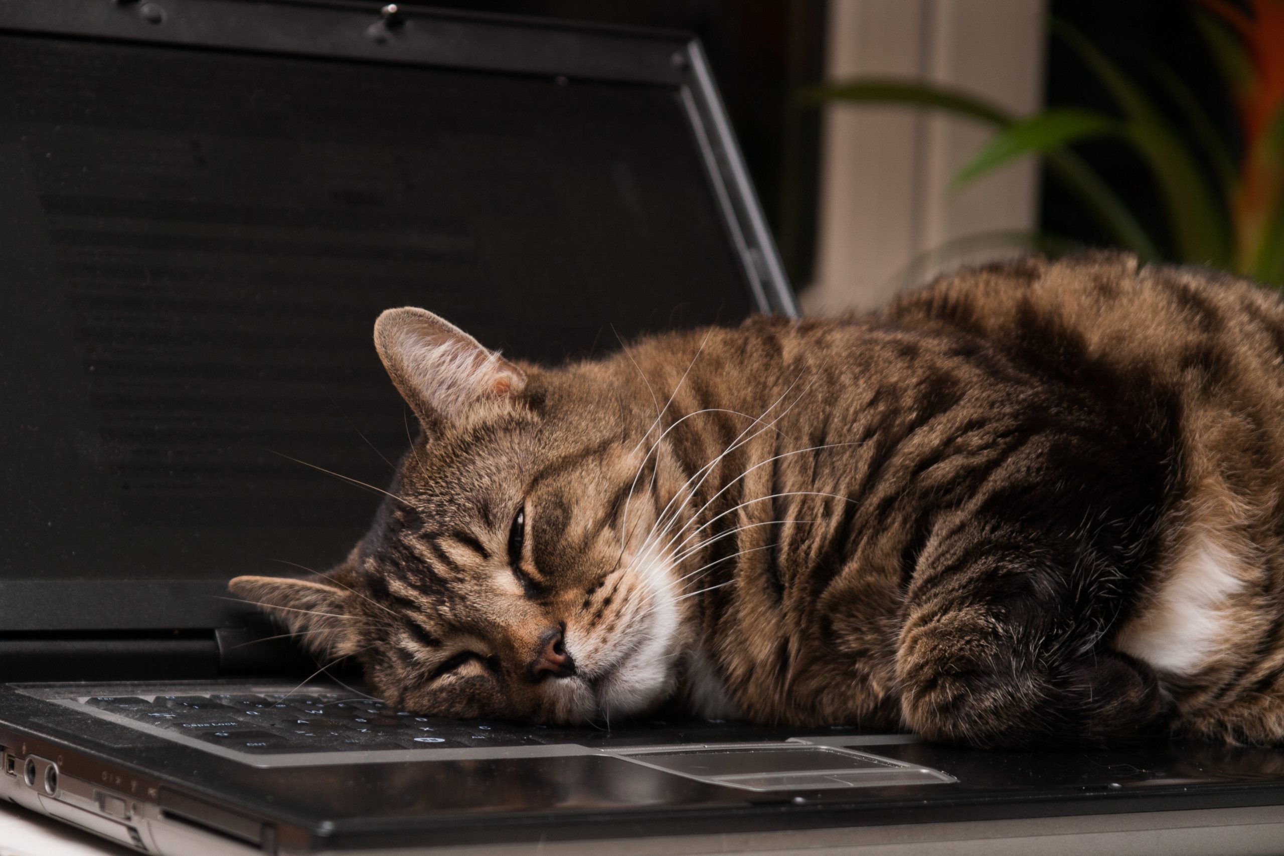 Close-Up Of Cat Lying Down