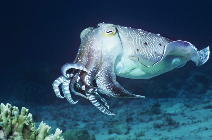 Cuttlefish