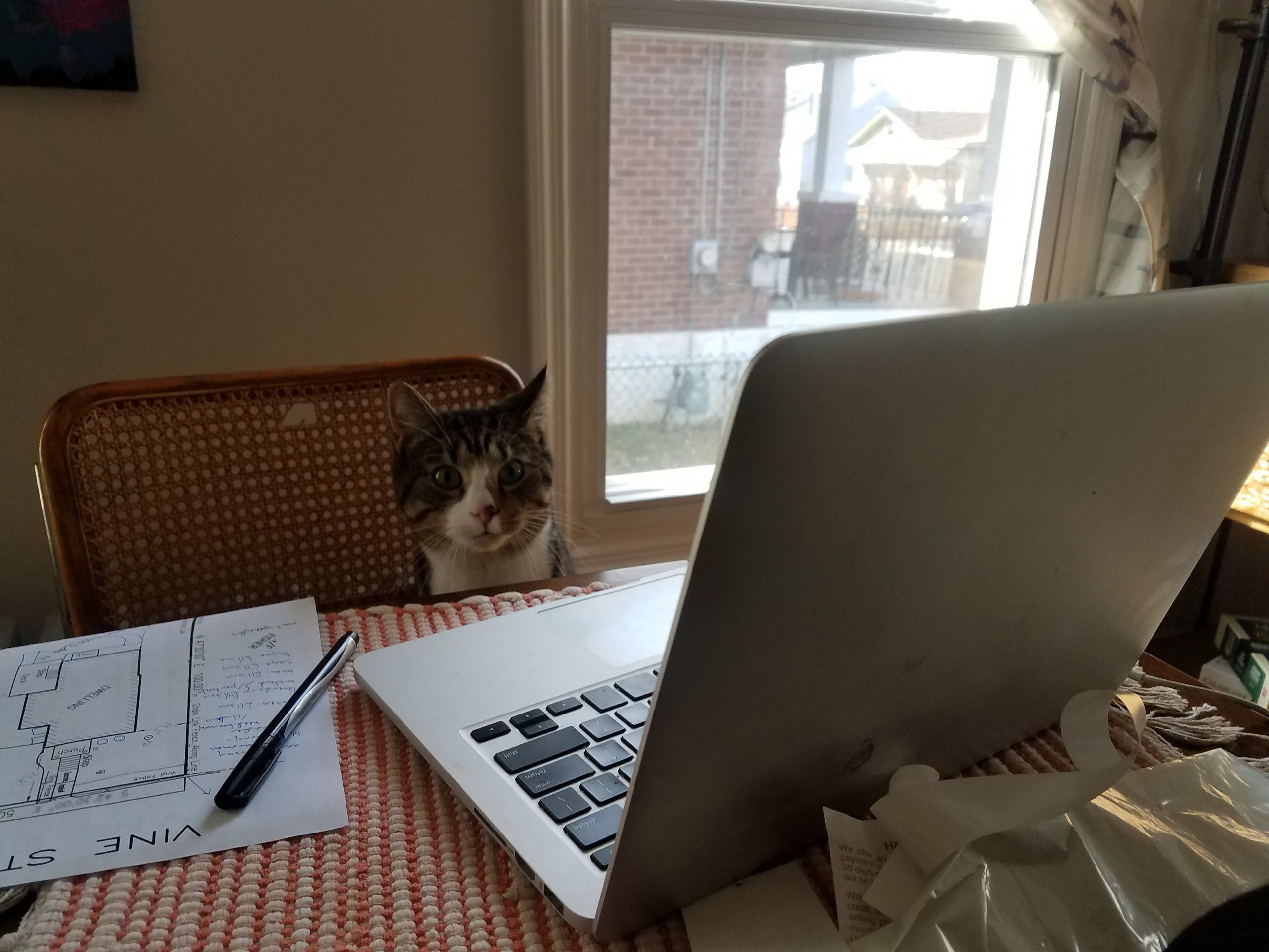 Cat hard at work on the computer