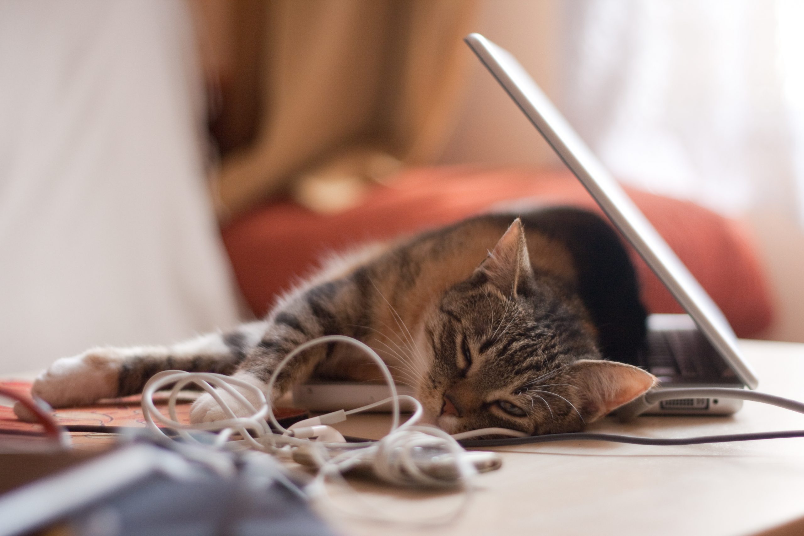 cat sleeping on laptop