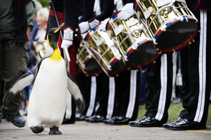 'Nils Olav' the penguin receives his kni