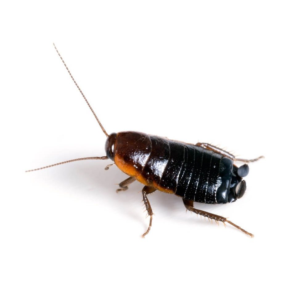 oriental cockroach