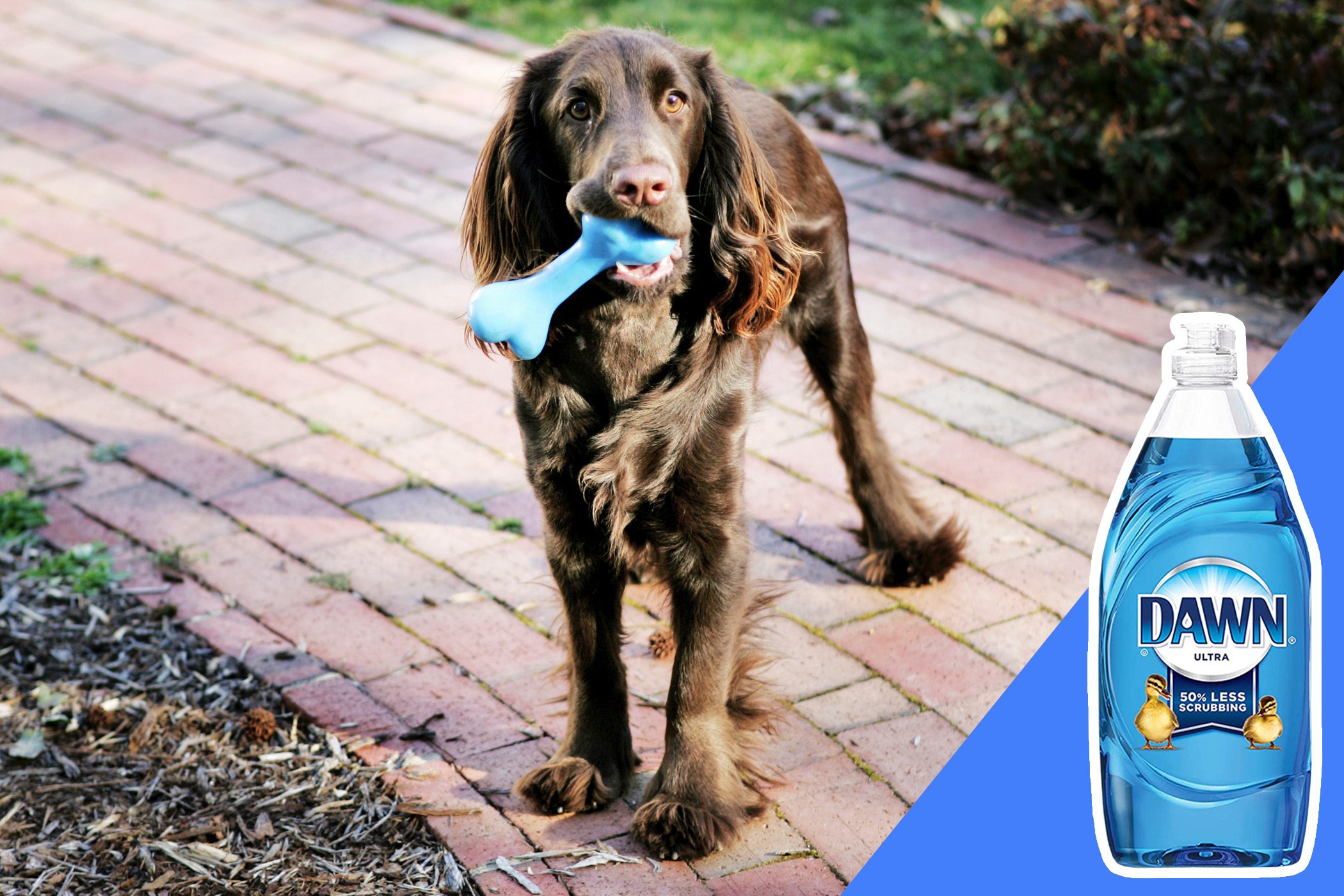 don't clean pet products with bleach