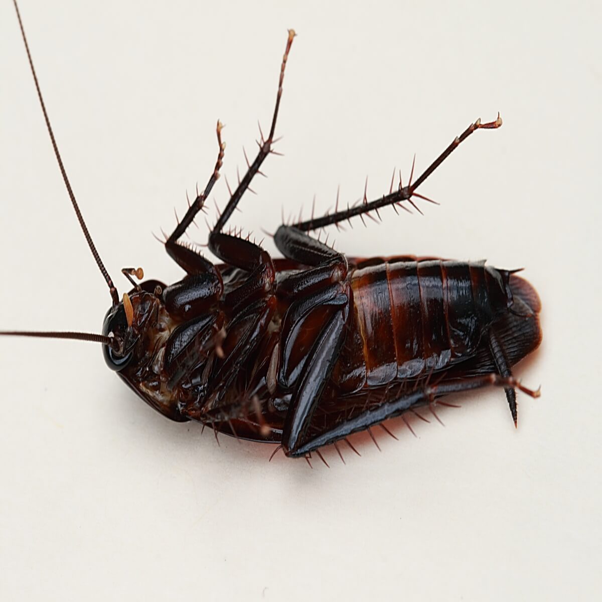 smokybrown cockroach