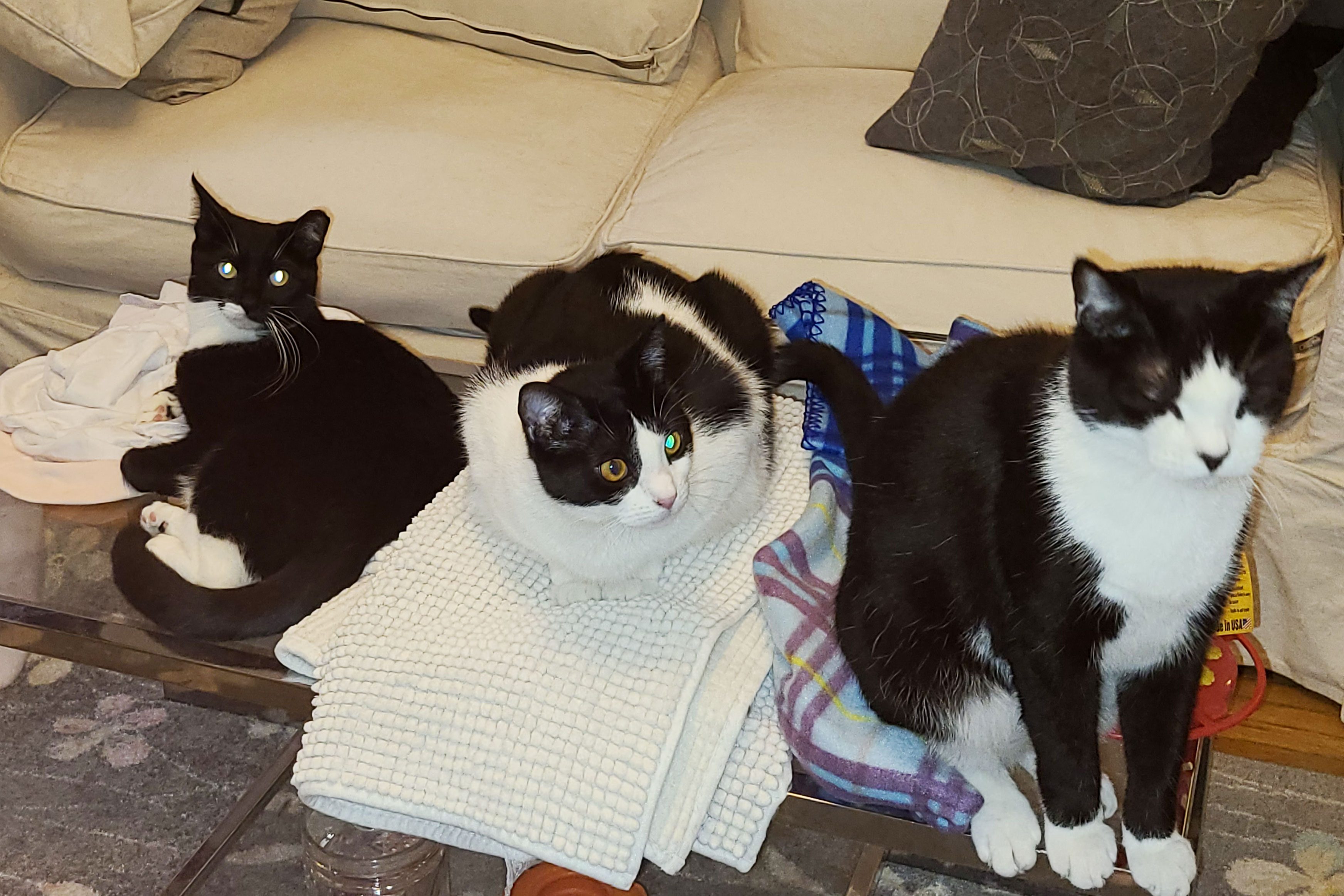 three cats on the coffee table