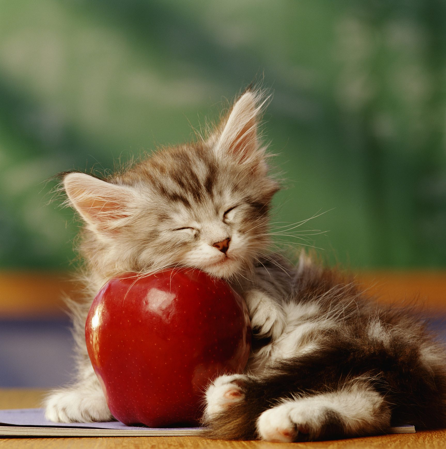 KITTEN SLEEPING ON APPLE IN CLASSROOM