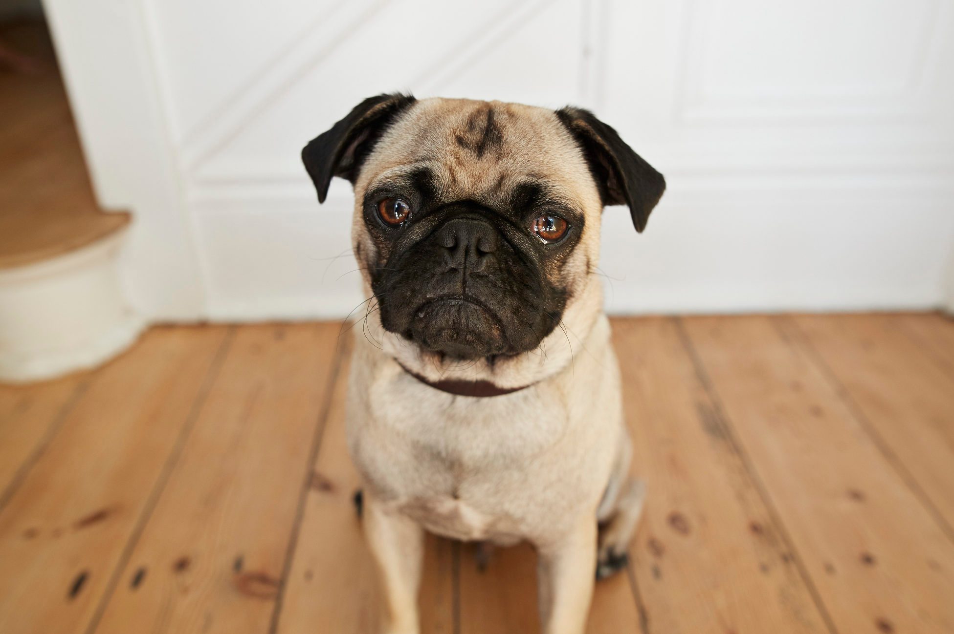 Wide-angle POV portrait of cute Puck dog