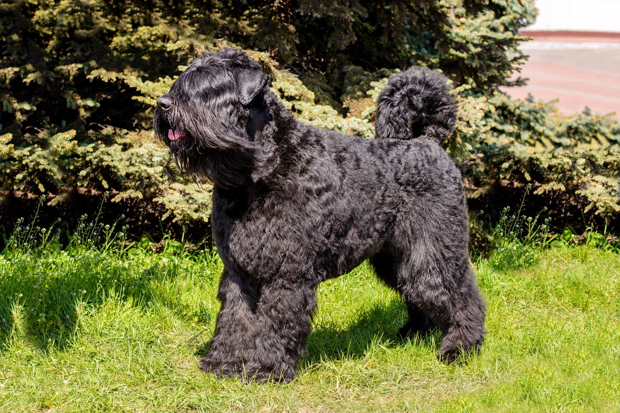 Bouvier des Flandres looks ahead while running outside