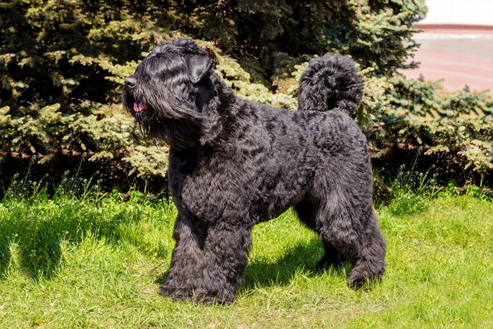 Bouvier des Flandres looks ahead while running outside