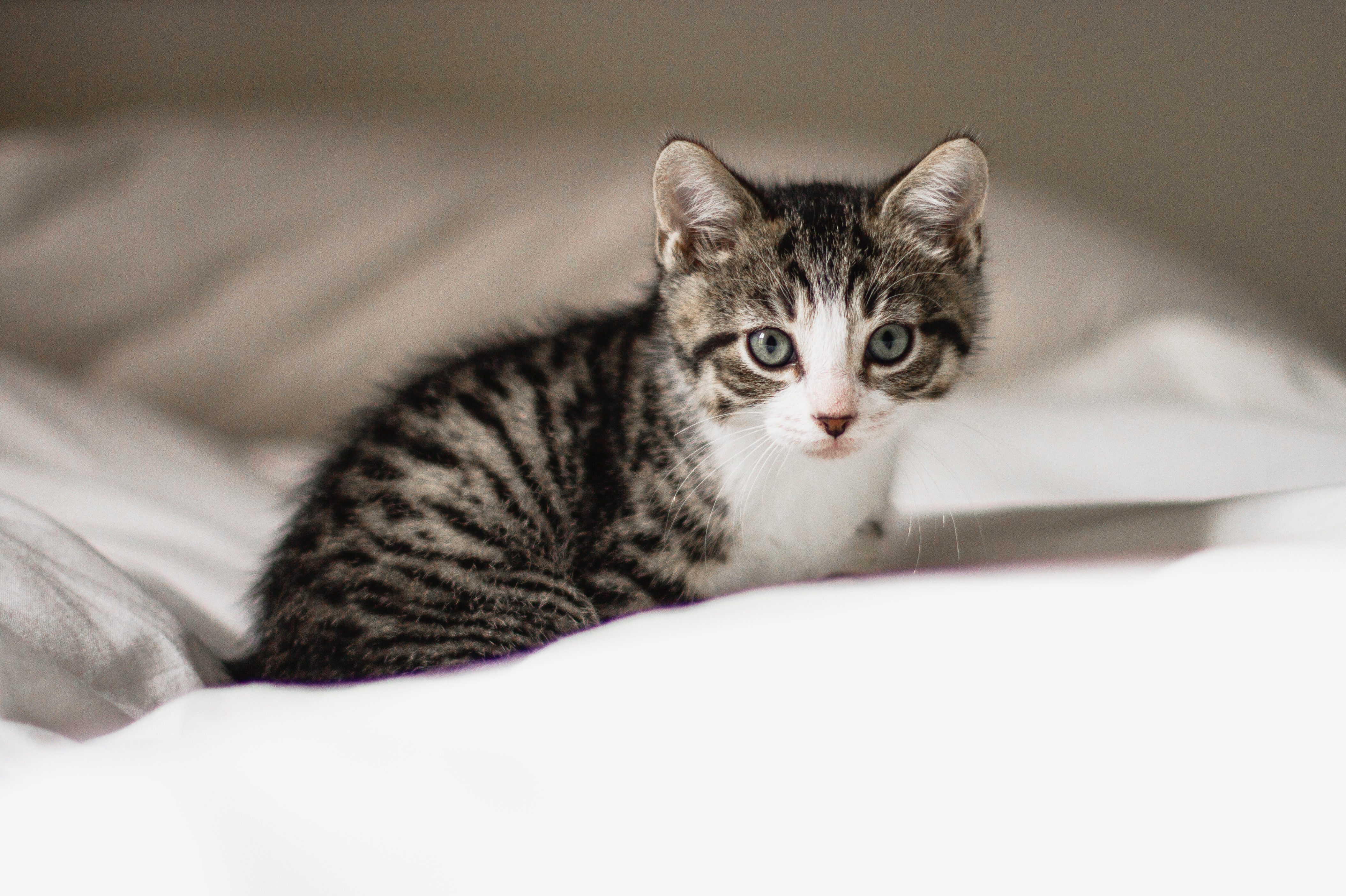 Cute kitten in a bed