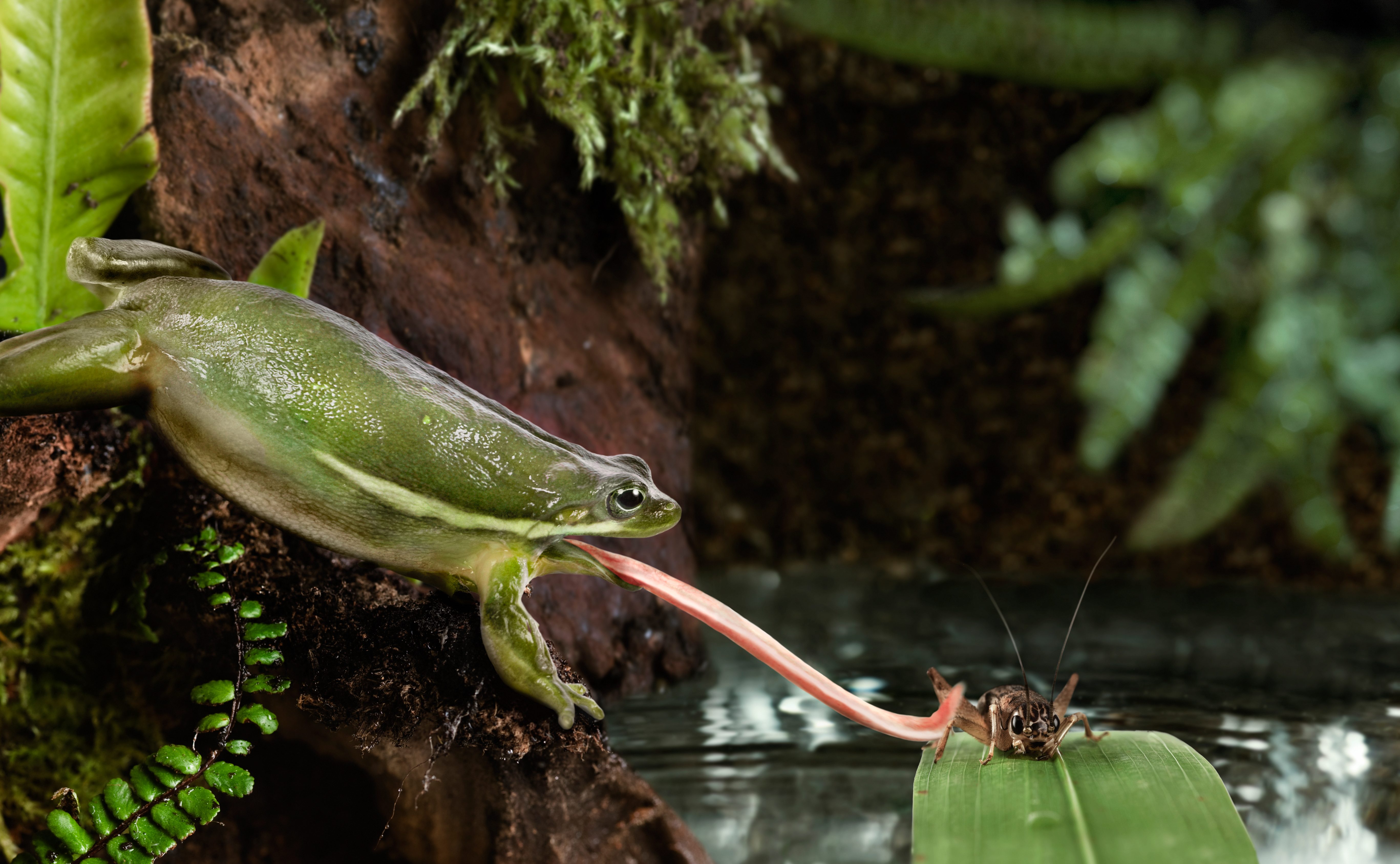 Frog Catching Cricket with Tongue