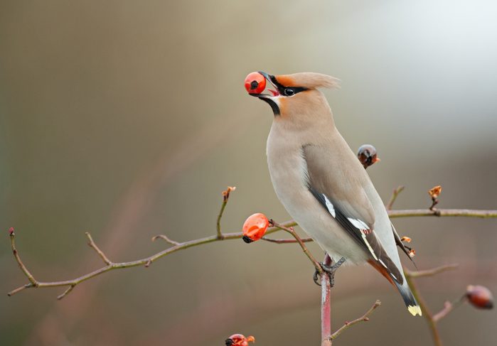 Bohemian waxwing perching on a dogrose