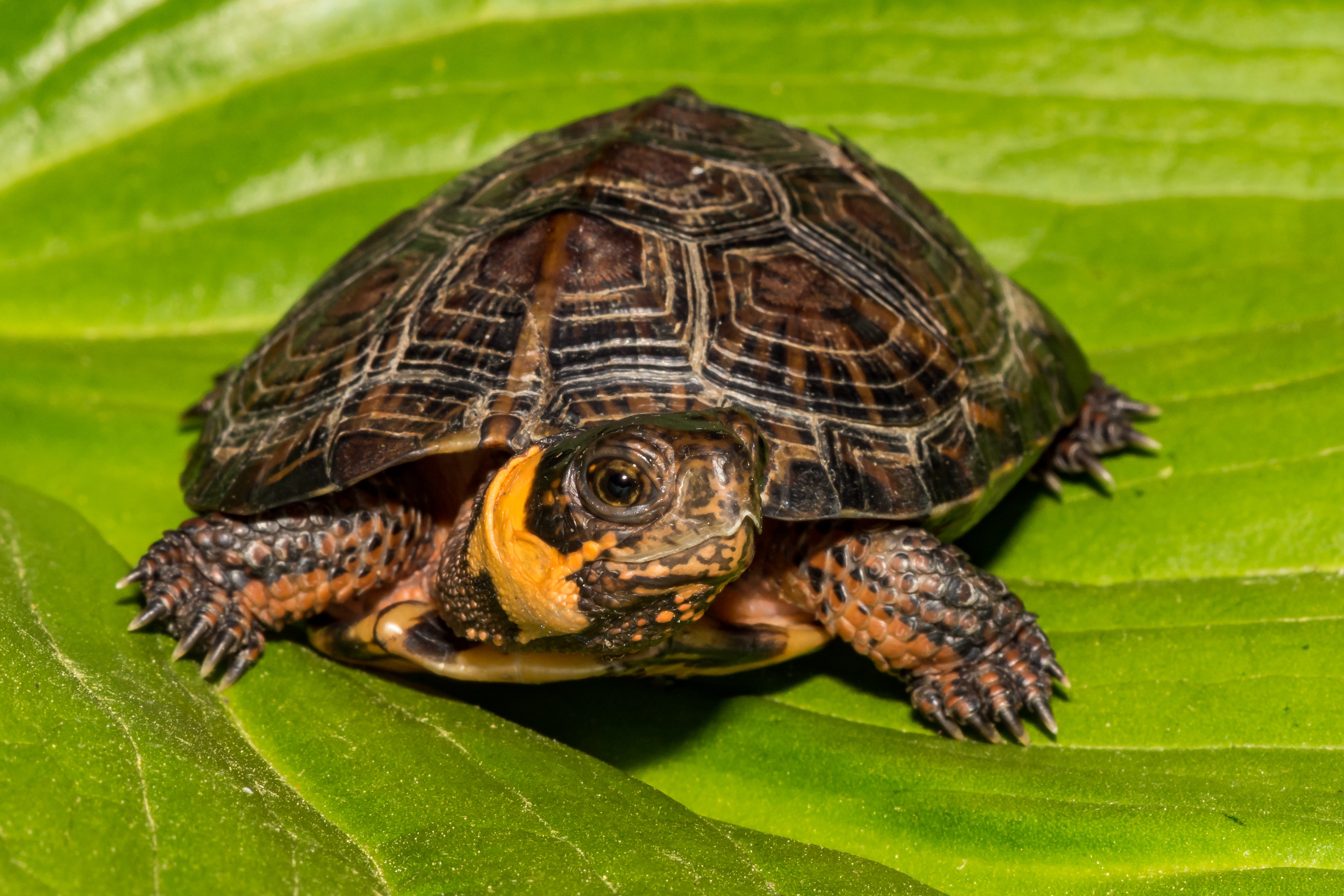 Bog Turtle (Glyptemys muhlenbergii)