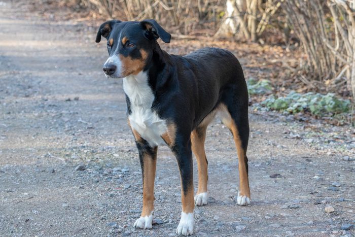 Appenzeller Sennenhund. The dog is standing in the park on the Winter. Portrait of a Appenzeller Mountain Dog