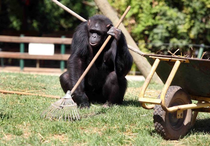 South African Monkey Gardeners