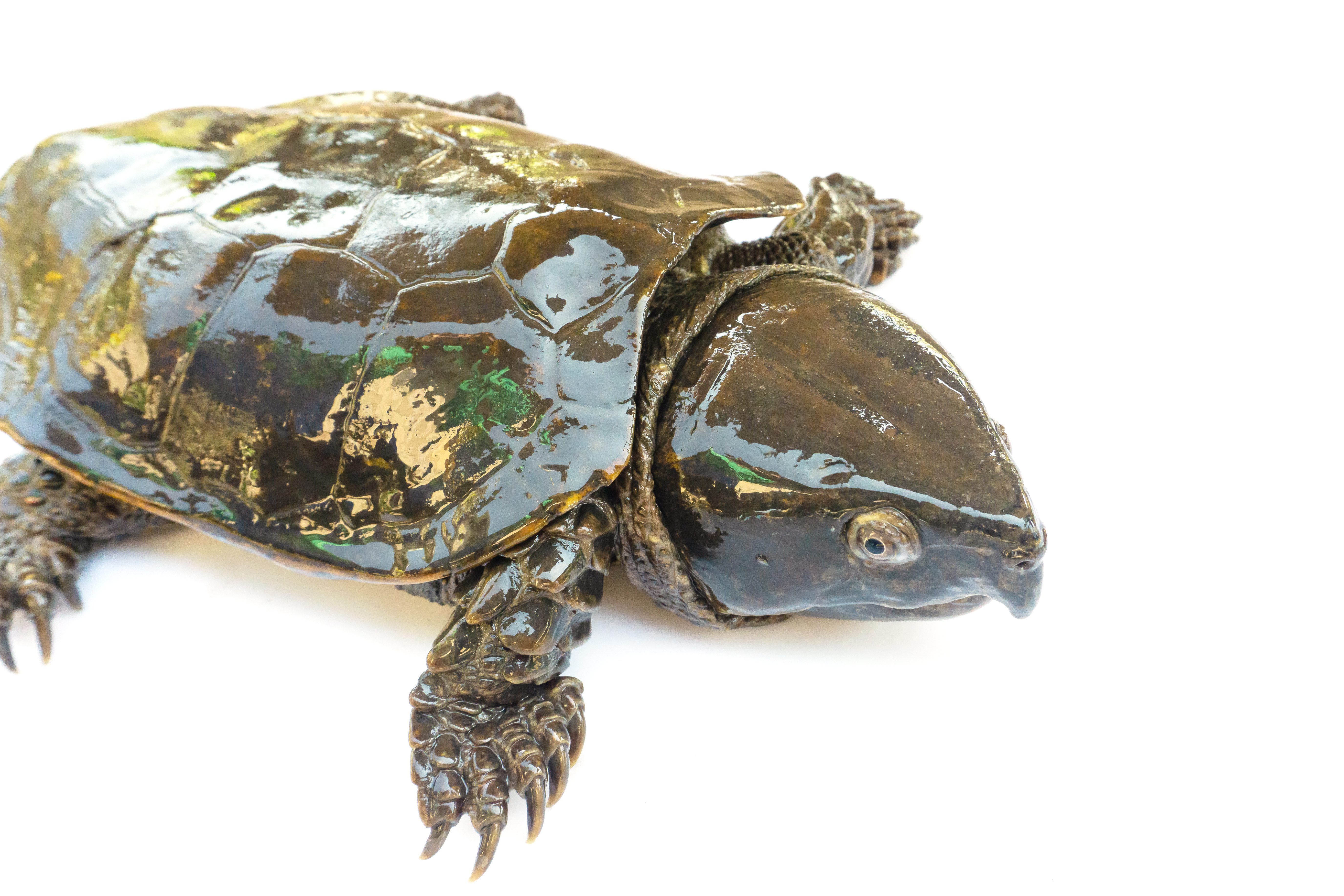 Turtle "Platysternon megacephalum" on a white background,Is a freshwater turtle, carnivorous, Platysternon megacephalum.