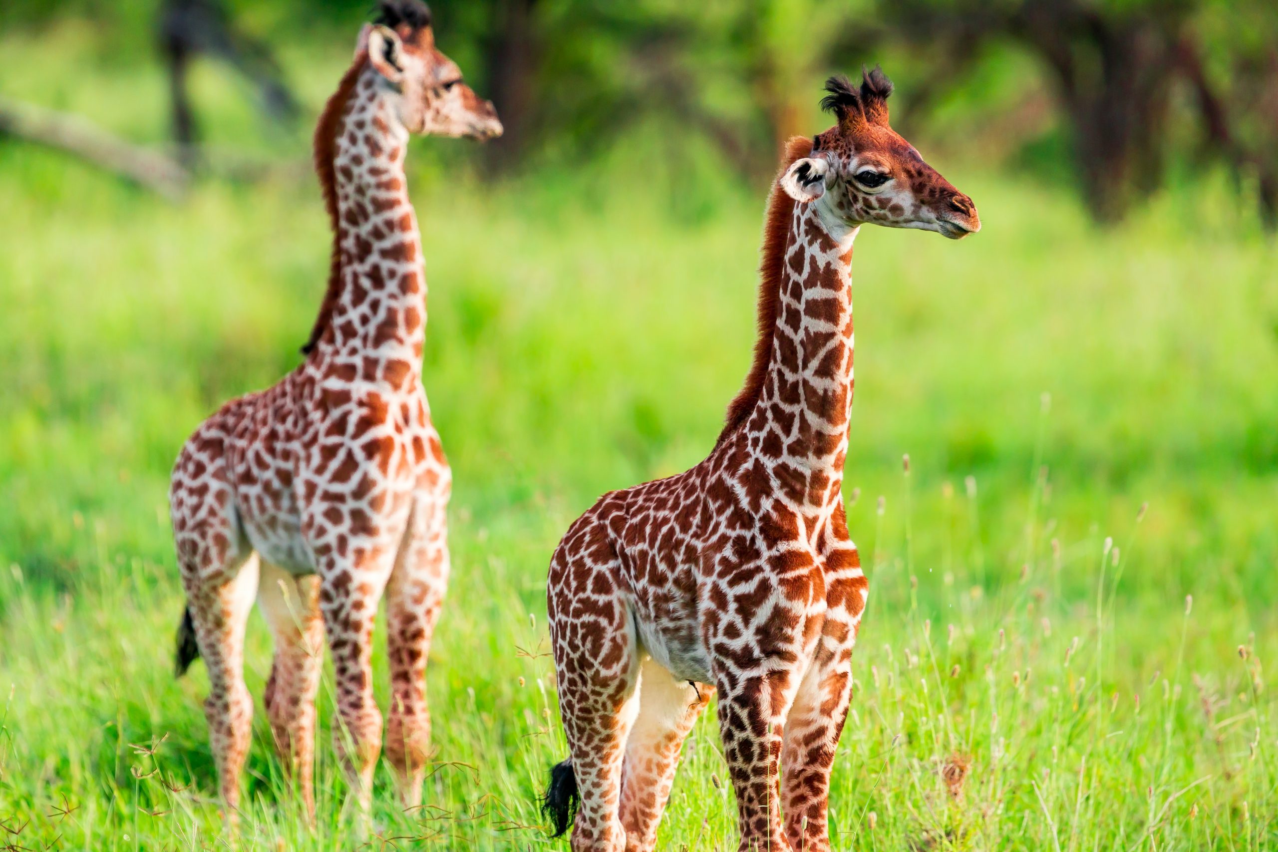 Newborn Giraffe Calf with umbilical cord at wild in Serengeti