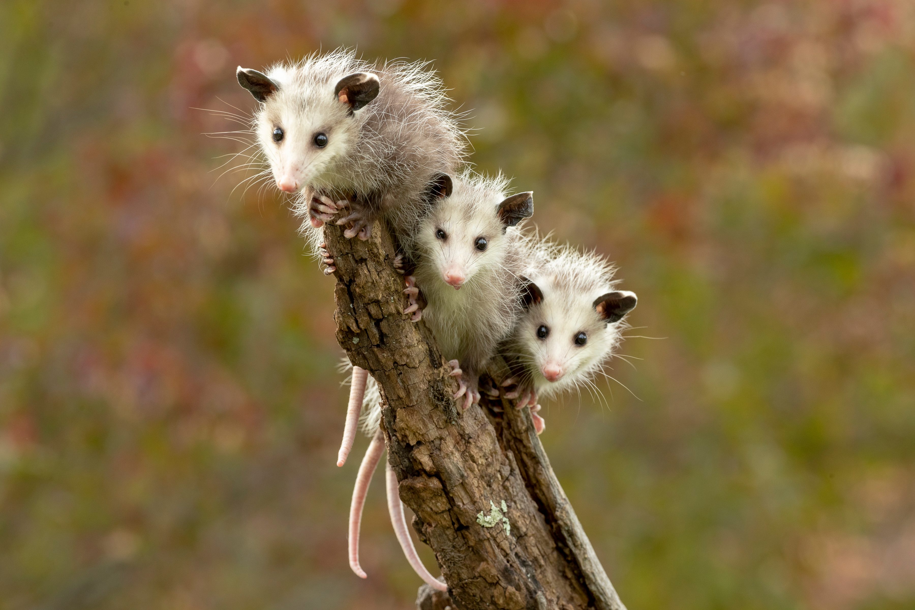 Virginia Opossum babies on stick hanging out