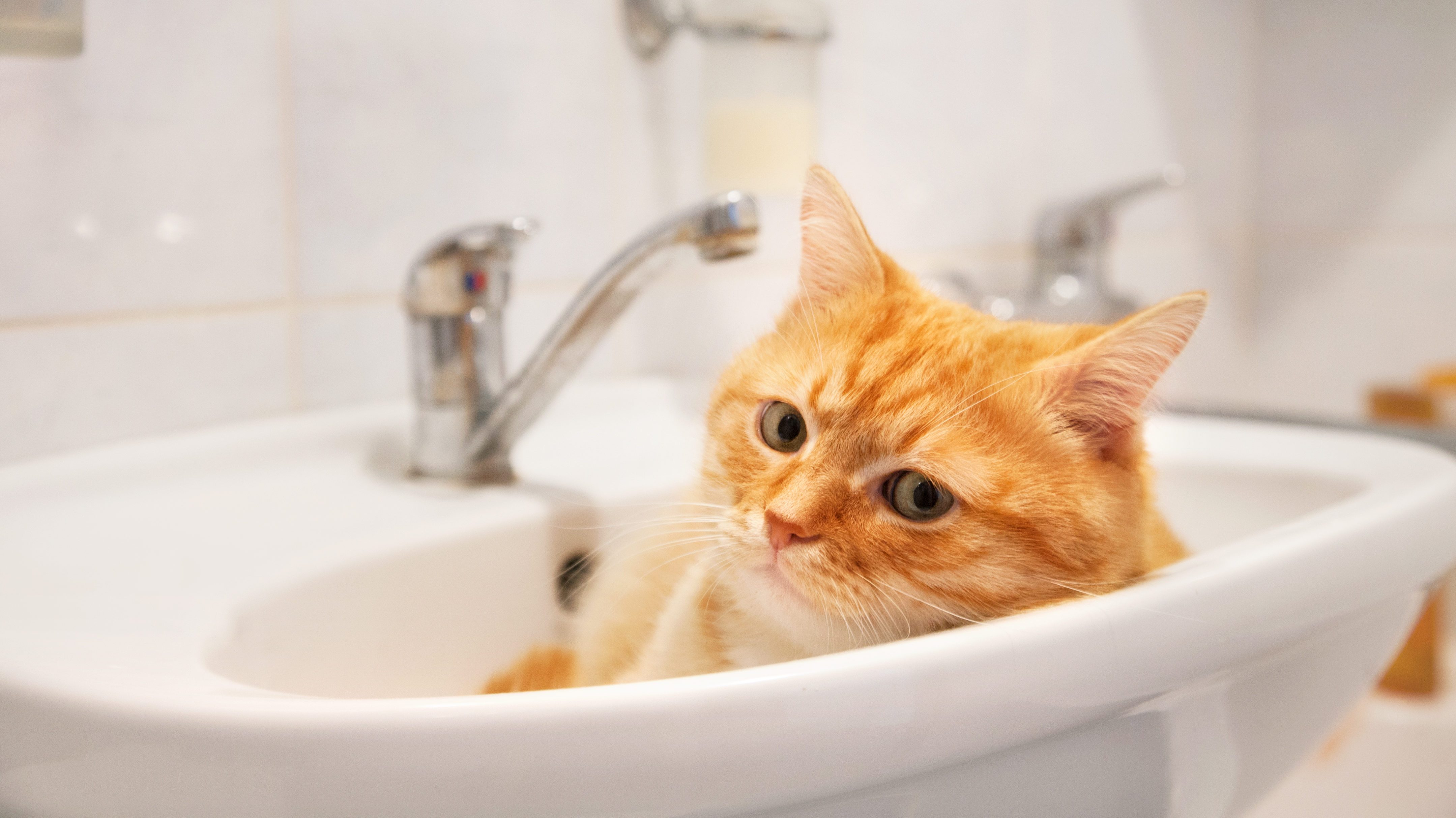 Why Do Cats Sleep in Sinks?