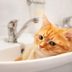 Why Do Cats Sleep in Sinks?