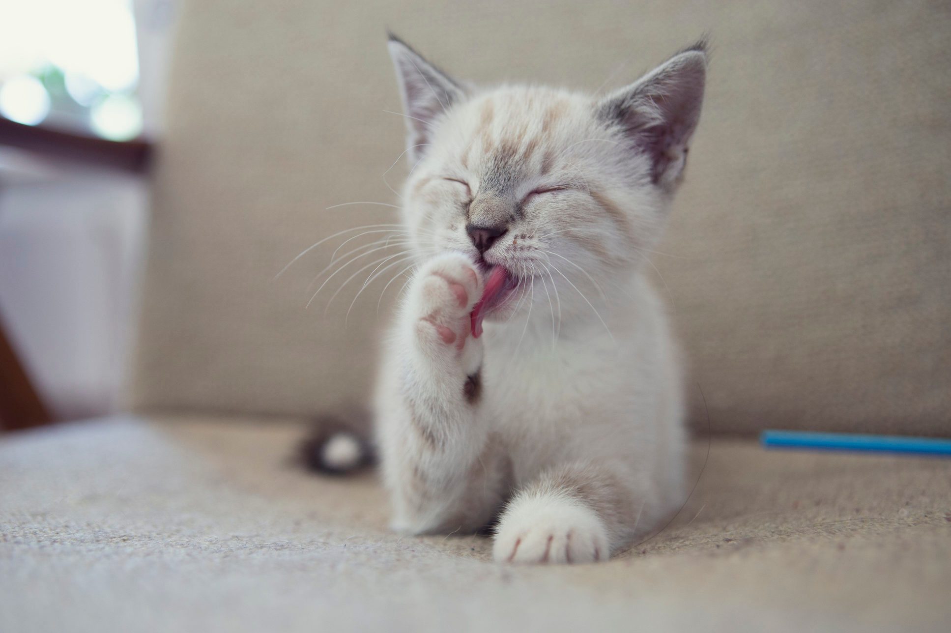 Naptime for a siamese kitten