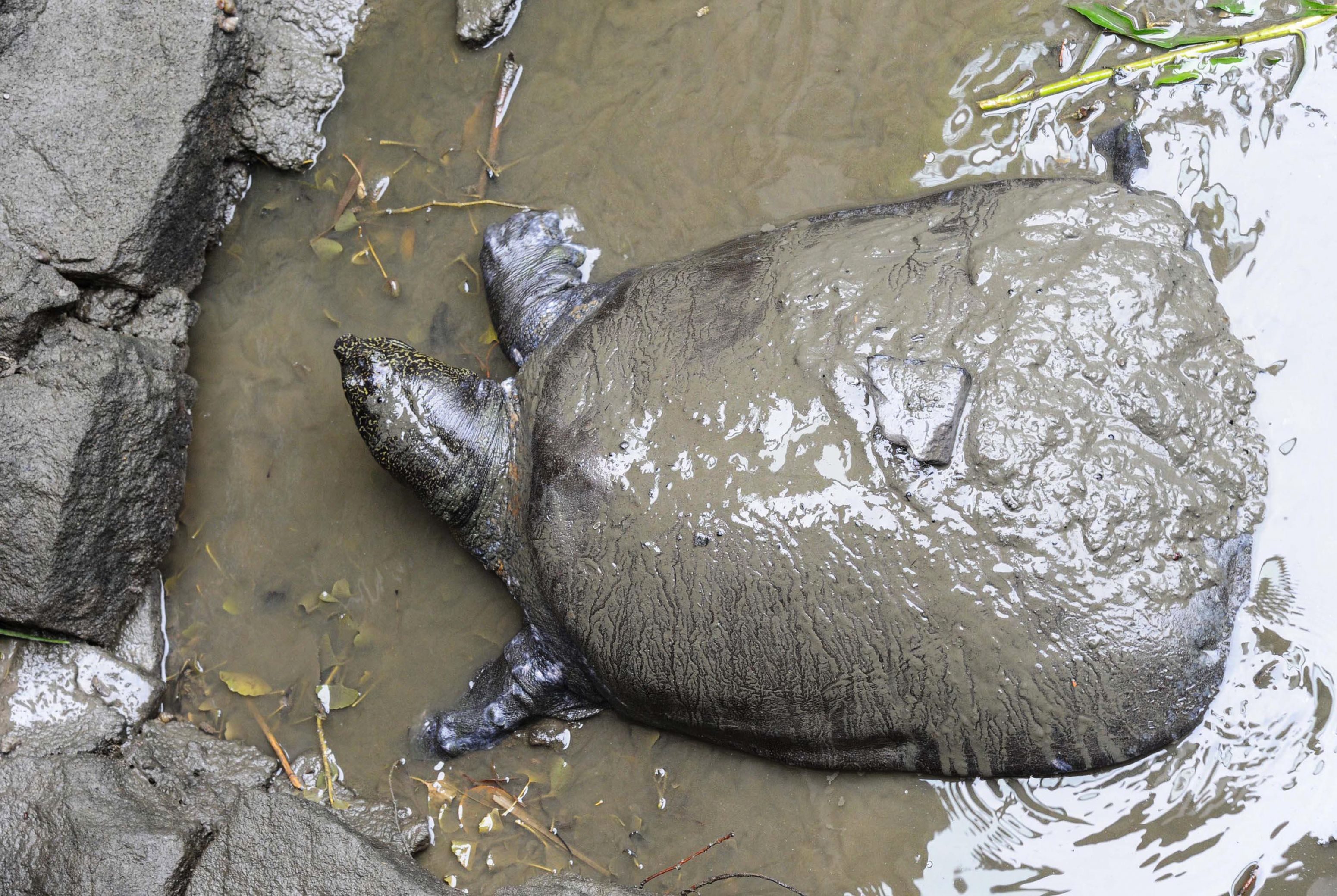 TOPSHOT-CHINA-ANIMAL-CONSERVATION