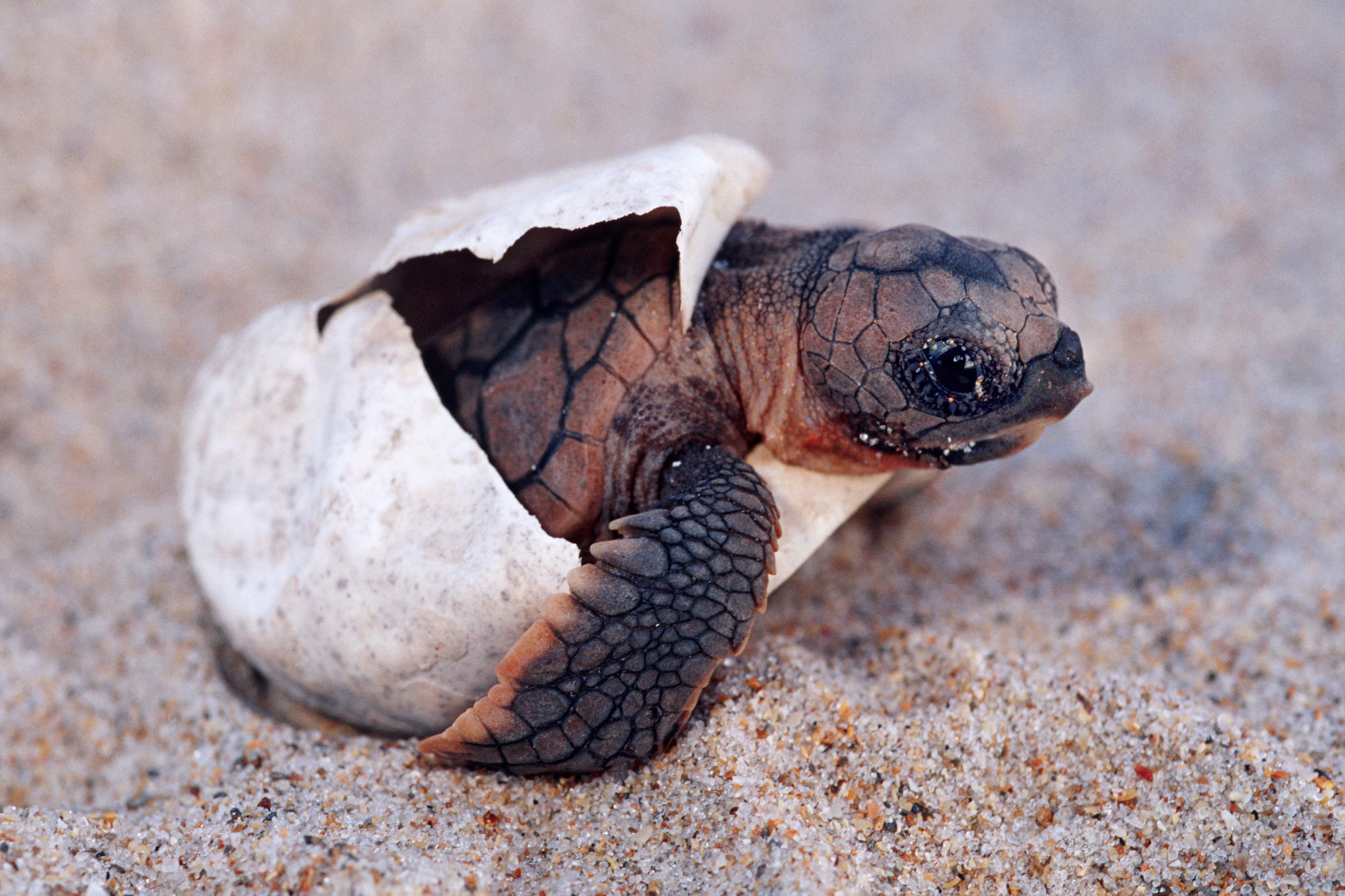 Loggerhead turtle